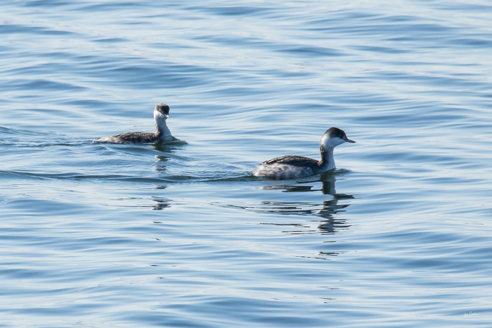 Horned Grebe - ML74933201