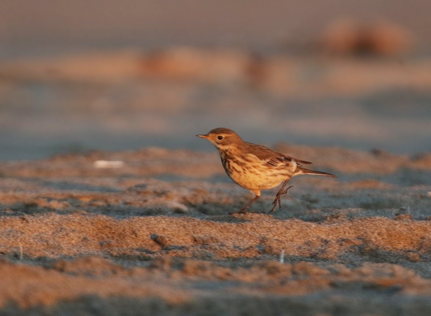 American Pipit - ML74933461