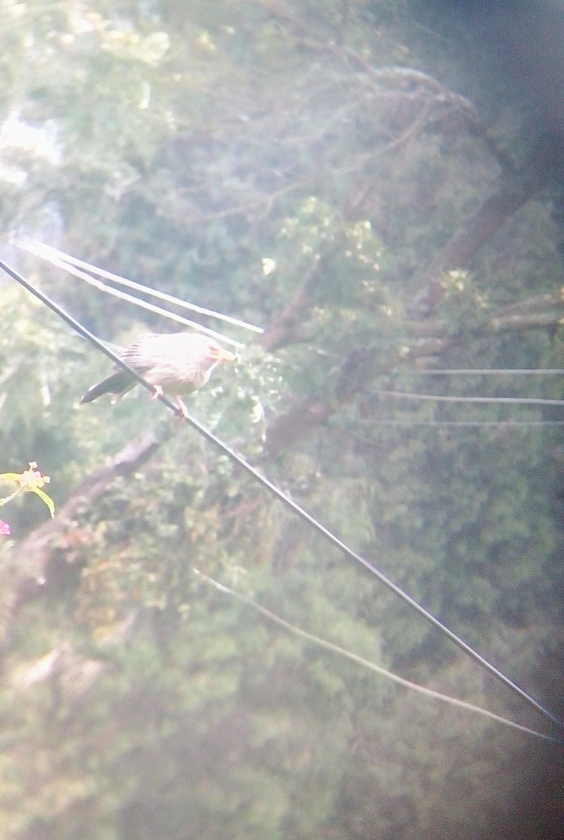 Jungle Babbler - ML74933481