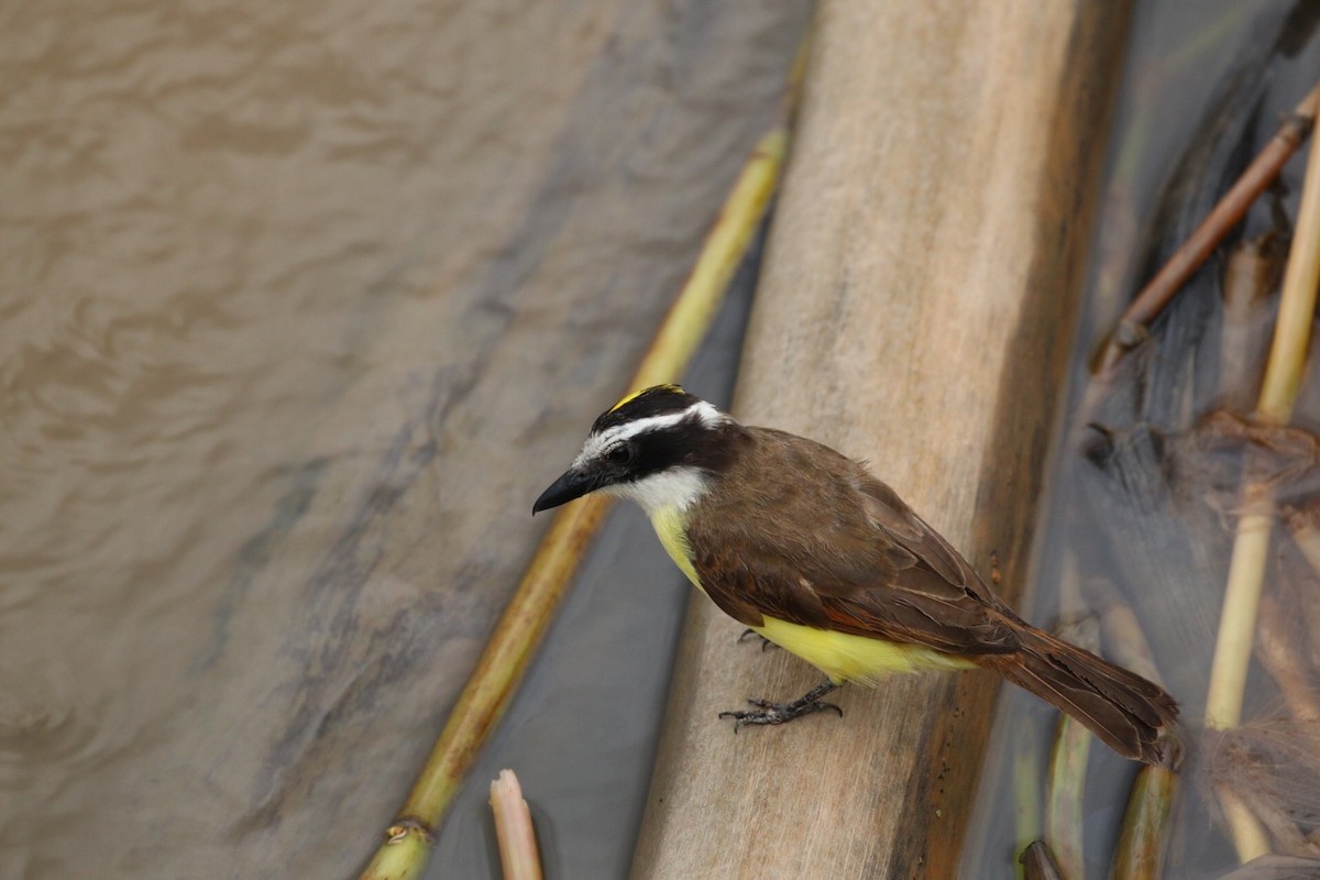 Great Kiskadee - ML74934621