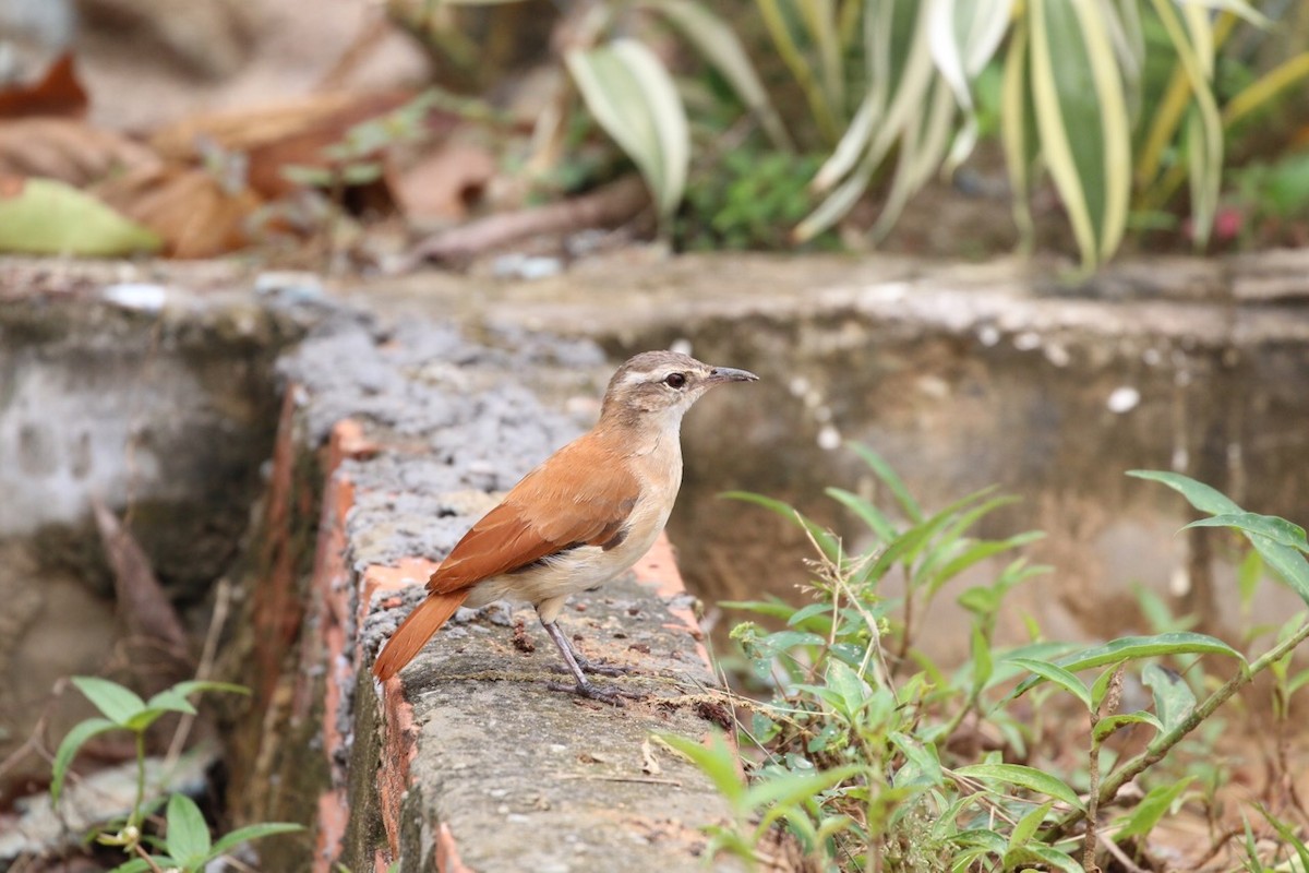 Lesser Hornero - Douglas Faulder