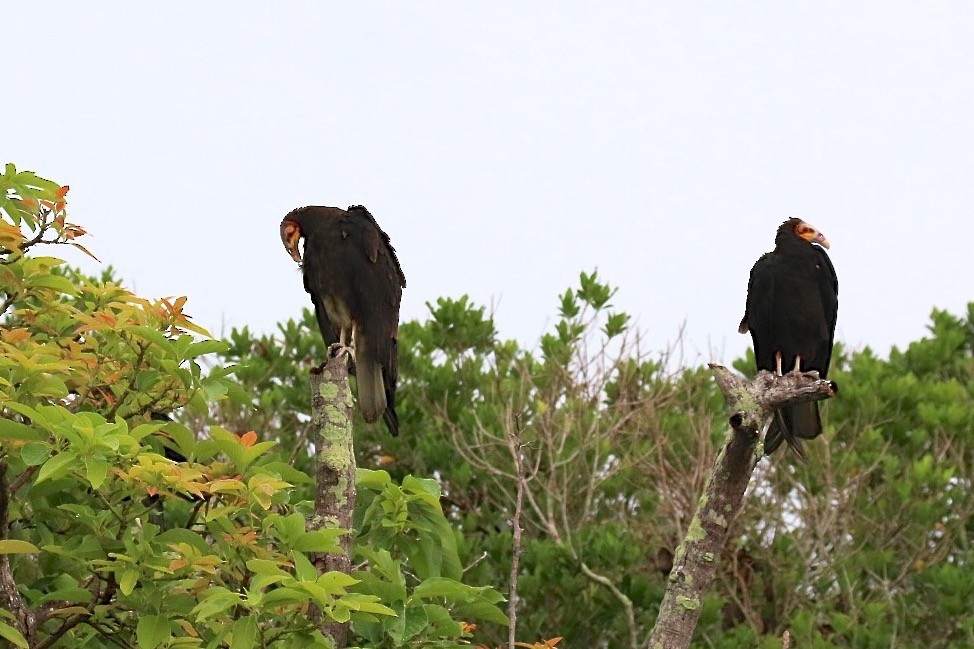 Lesser Yellow-headed Vulture - ML74935291