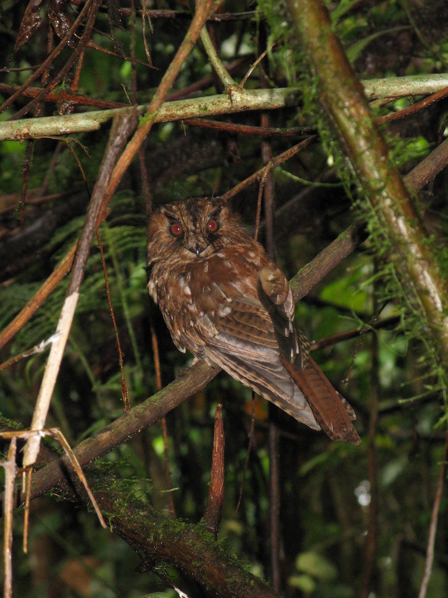 Mountain Owlet-nightjar - Andy Boyce