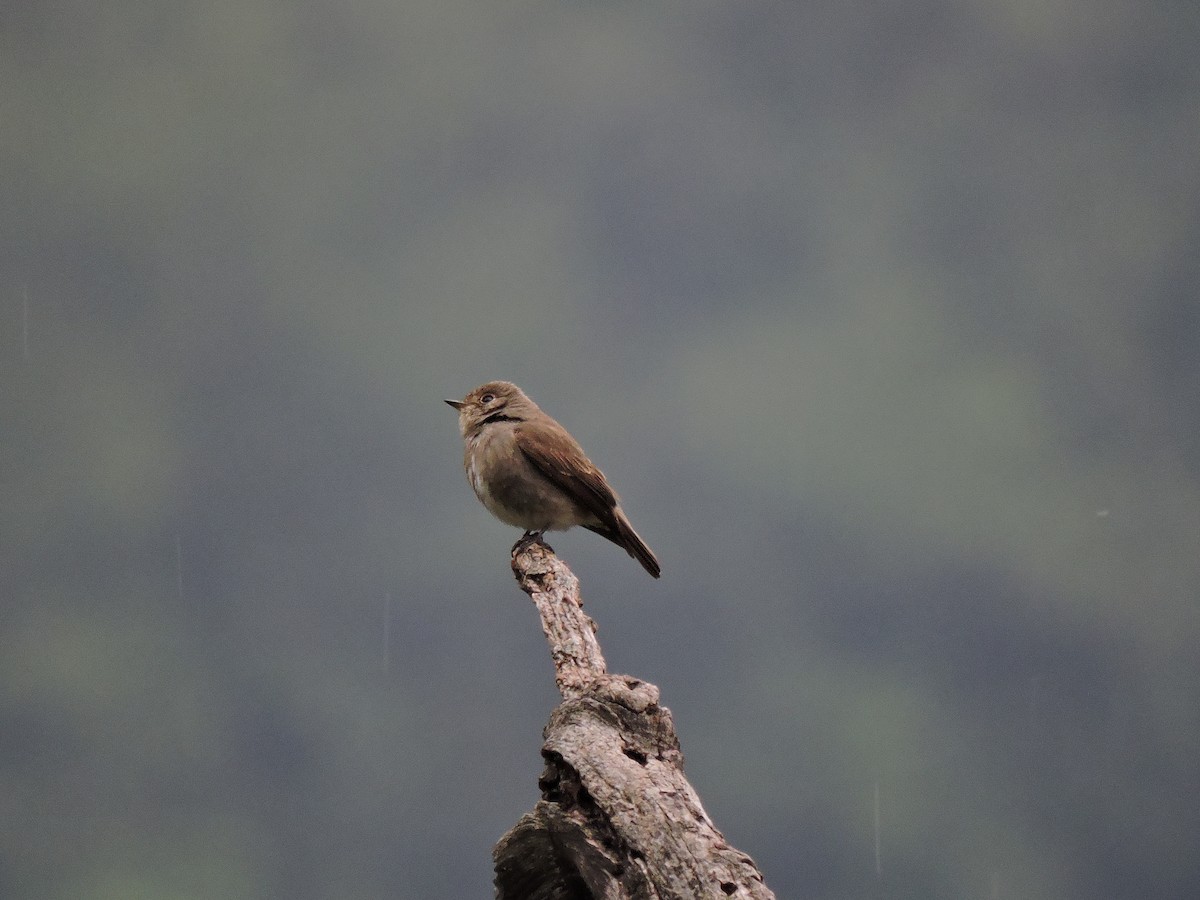 Dark-sided Flycatcher - ML74936171