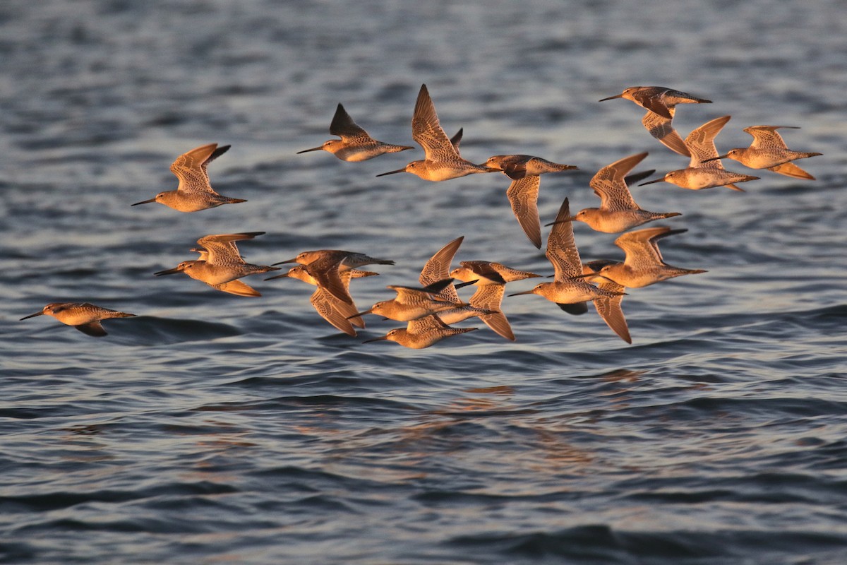 Long-billed Dowitcher - ML74936711