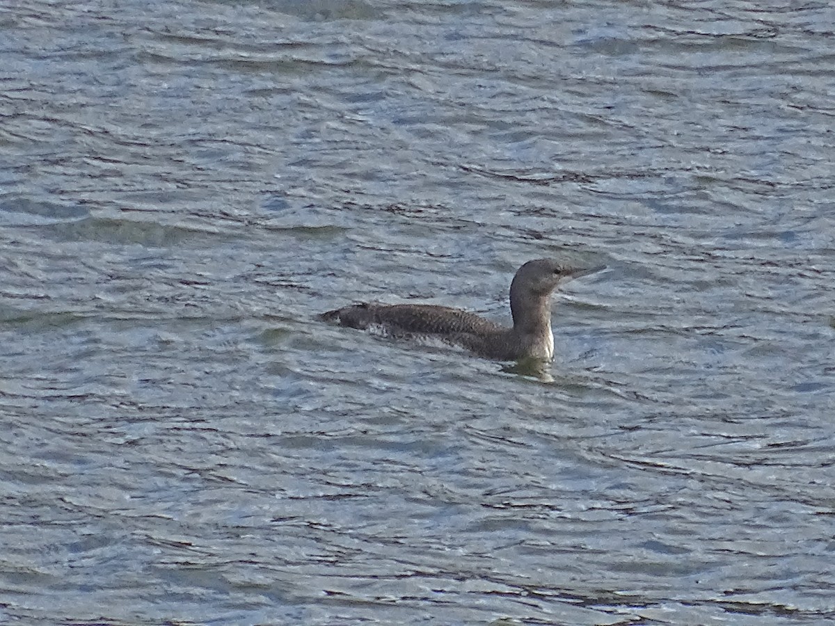 Red-throated Loon - ML74938481