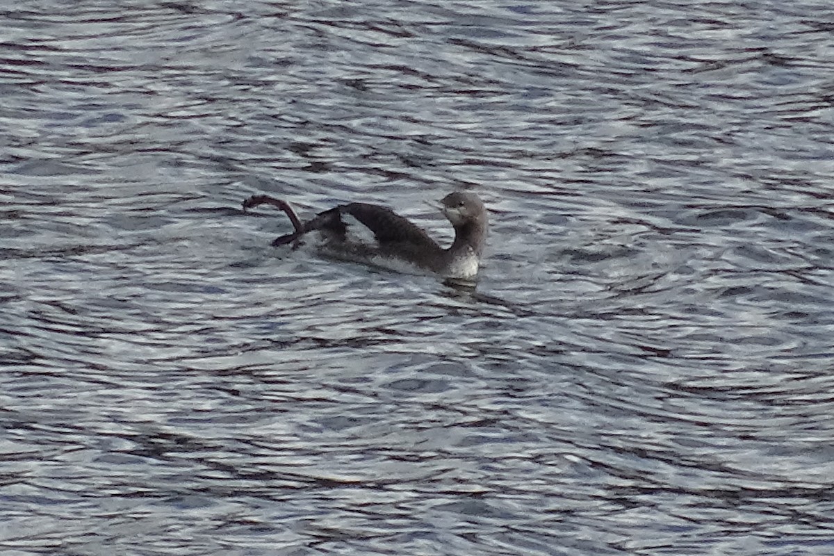 Red-throated Loon - ML74938491