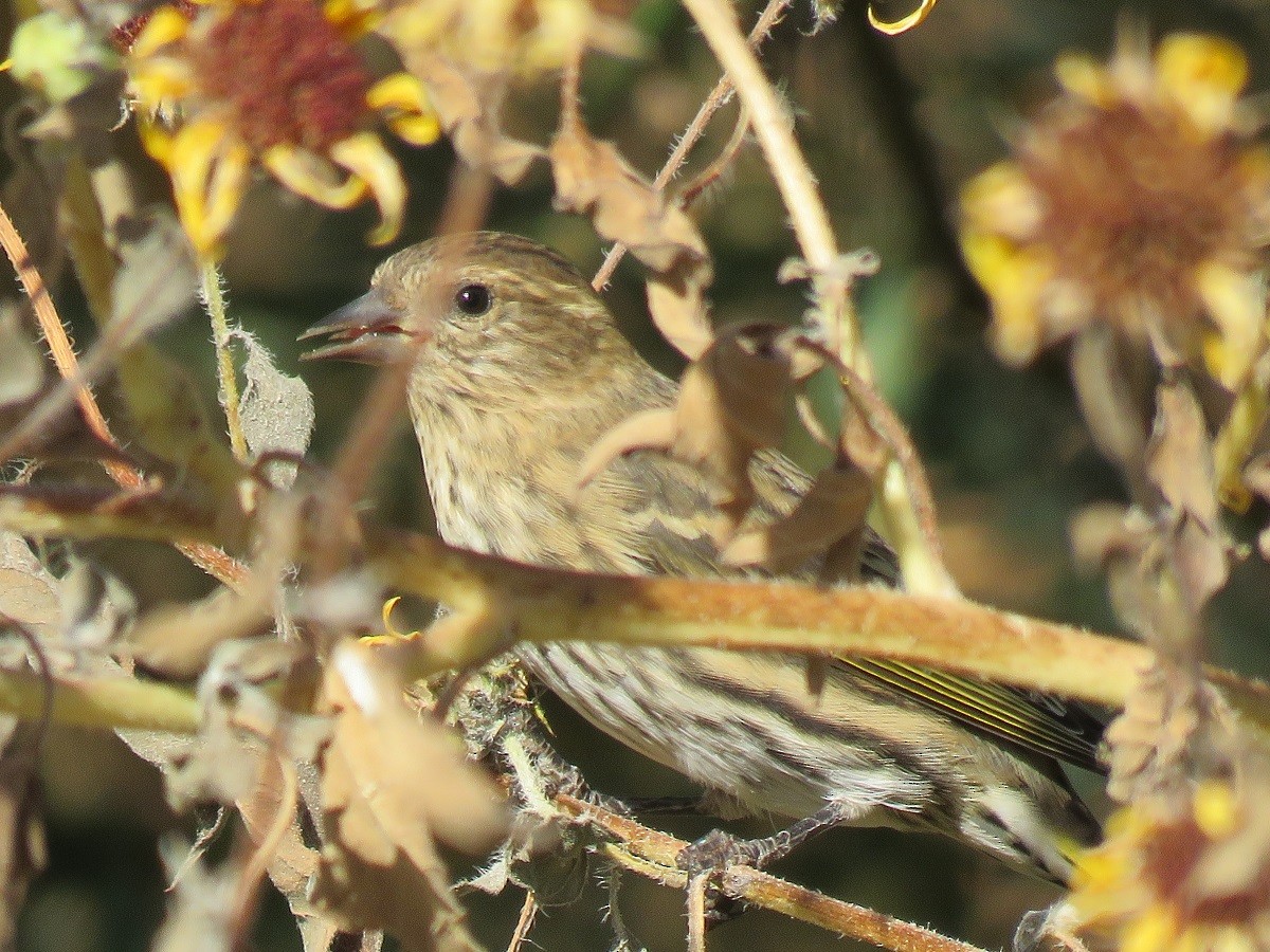 Pine Siskin - ML74940141