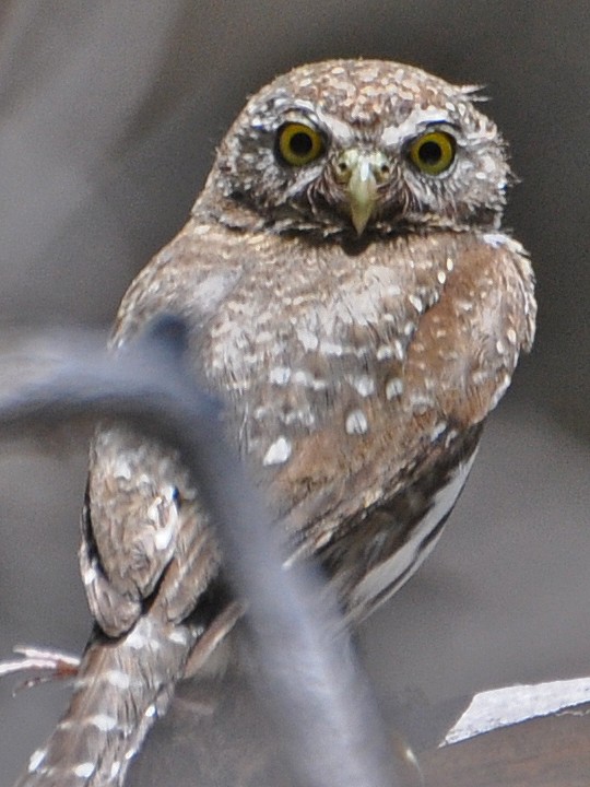 Northern Pygmy-Owl - ML74940221