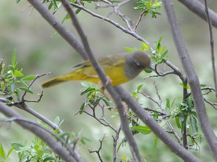 MacGillivray's Warbler - ML74940761