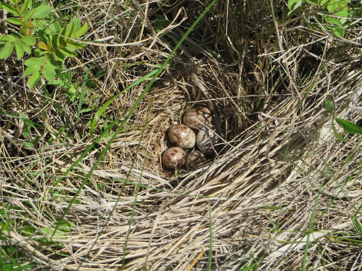 Bobolink - Liren Varghese