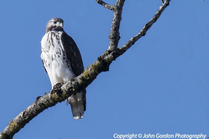 Red-tailed Hawk (Harlan's) - ML74943501