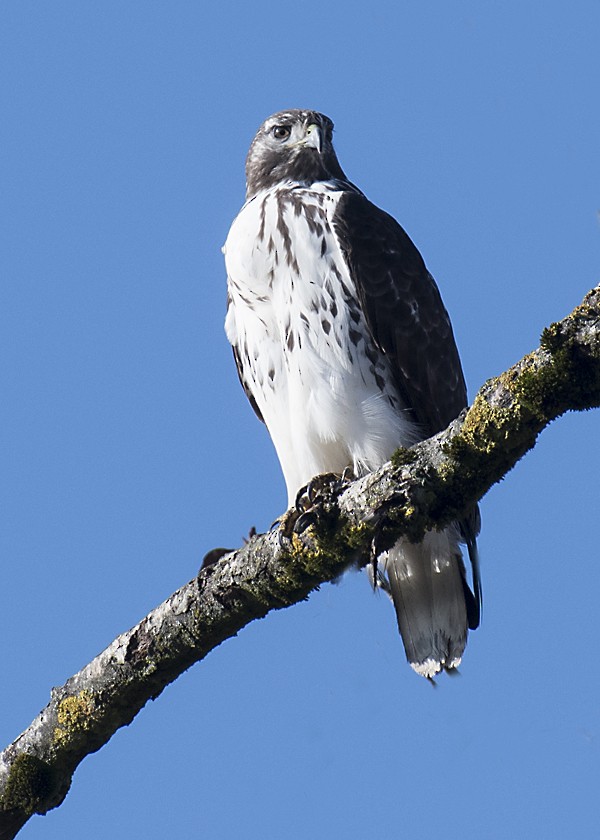 Red-tailed Hawk (Harlan's) - ML74943511