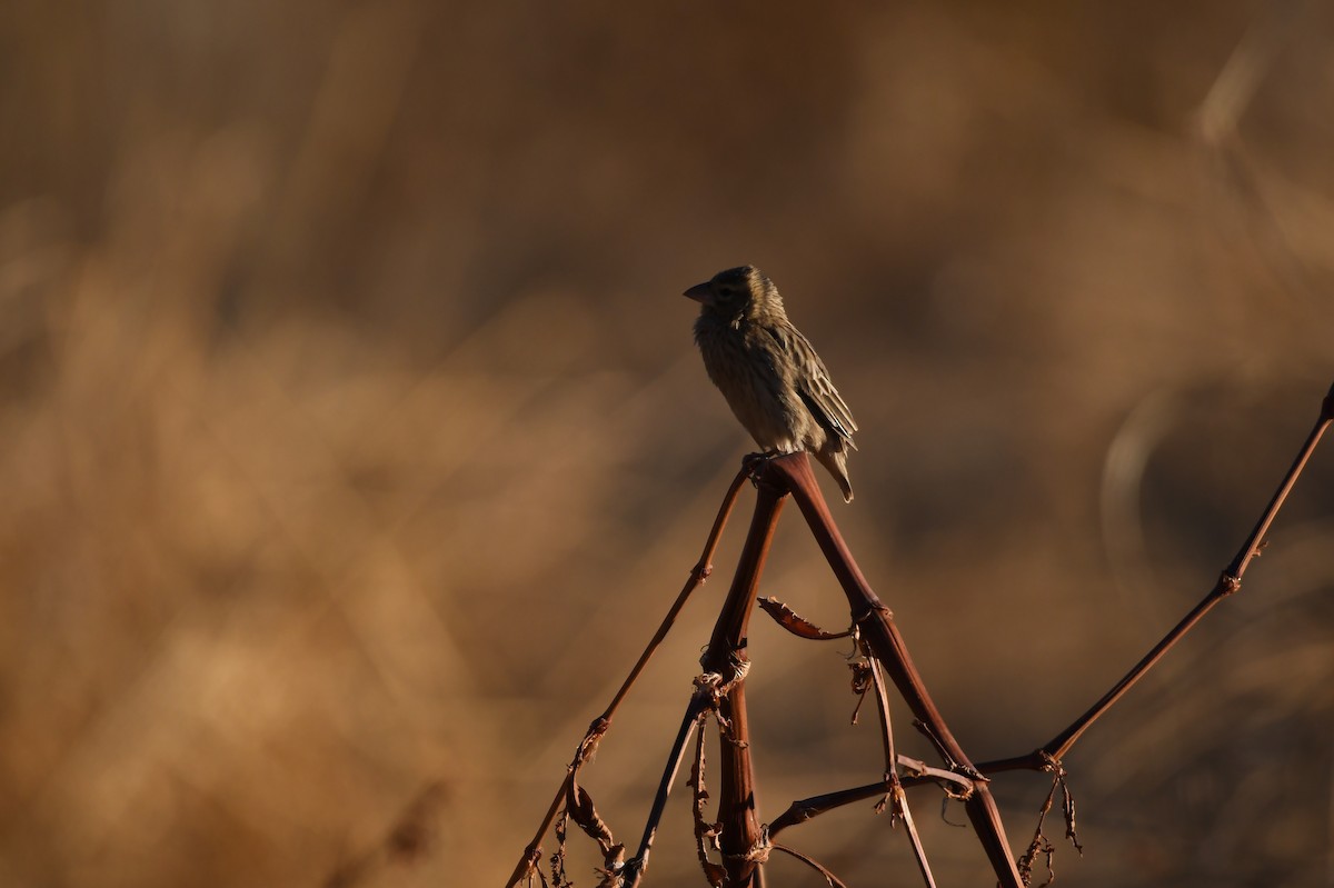 Southern Red Bishop - ML74944541