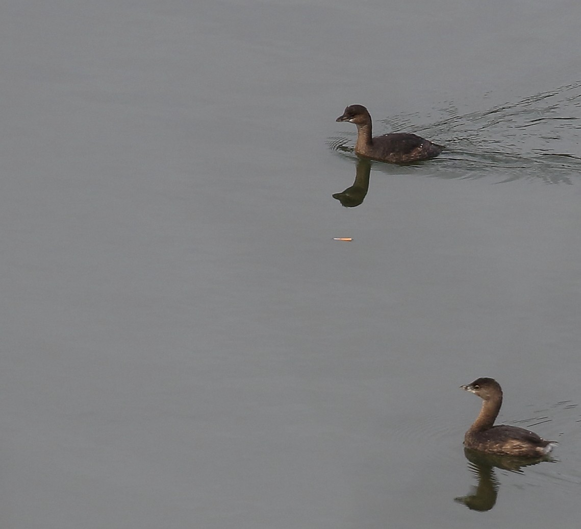 Pied-billed Grebe - ML74944611