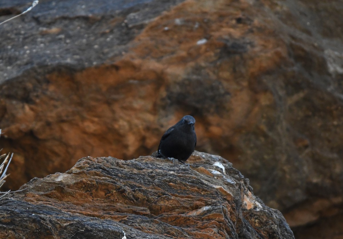 Mountain Wheatear - ML74944721