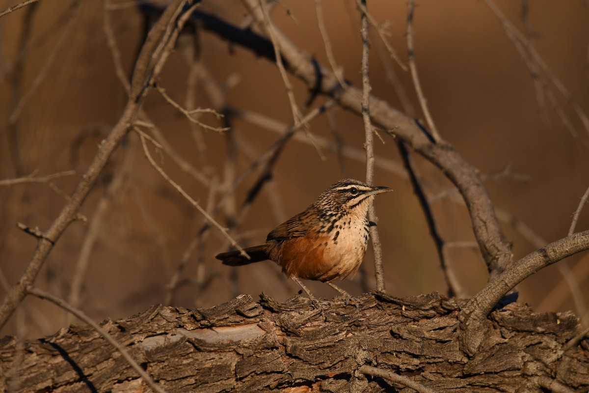 Rockrunner - Guillem Izquierdo