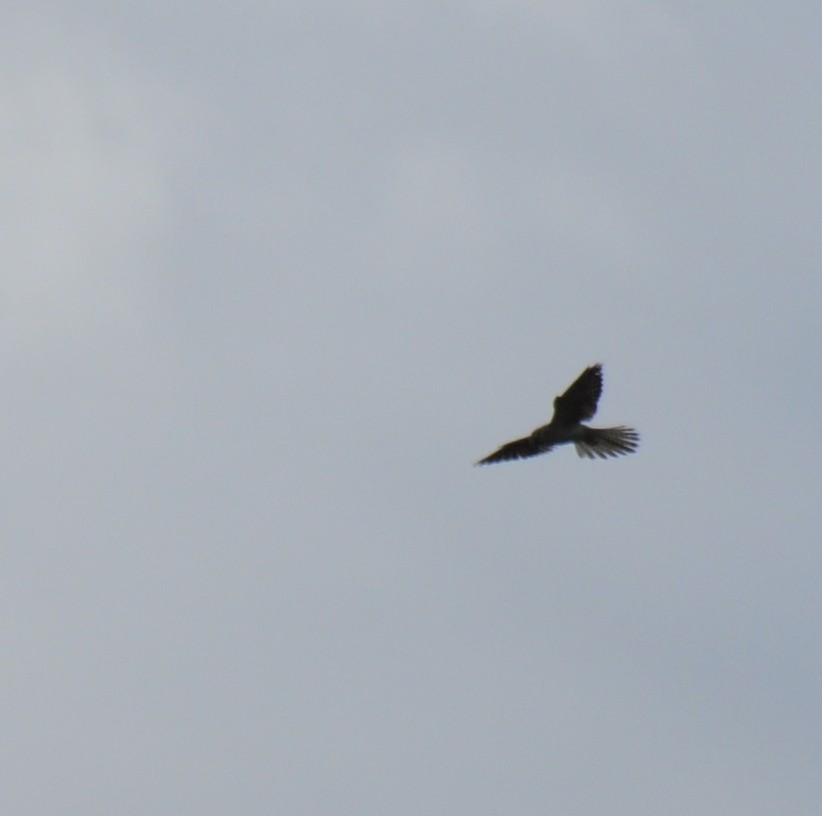 Nankeen Kestrel - Diana Flora Padron Novoa