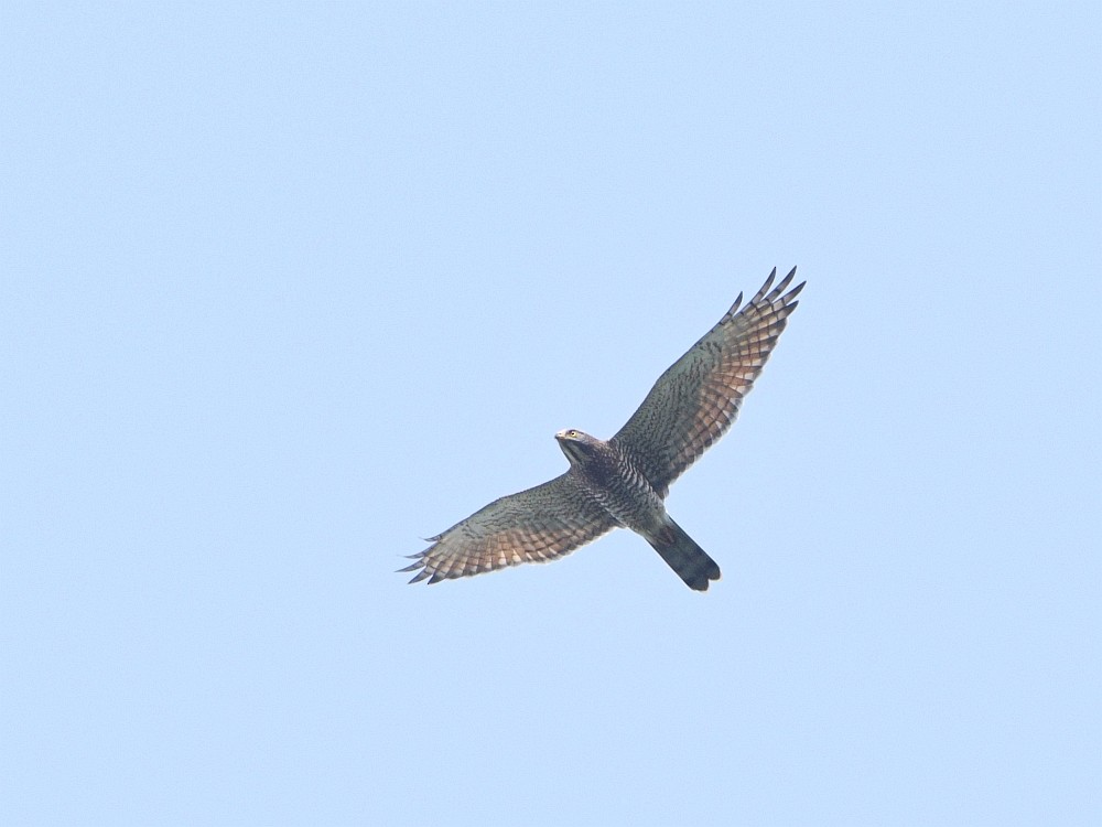 Gray-faced Buzzard - ML74945871