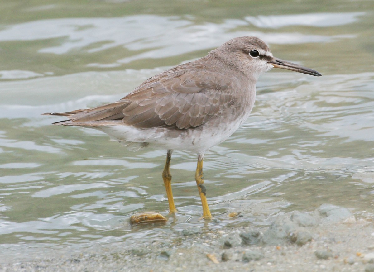 Grauschwanz-Wasserläufer - ML74948561