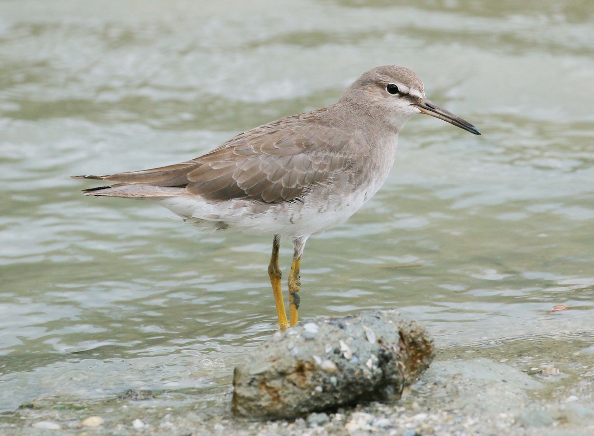 Grauschwanz-Wasserläufer - ML74948571