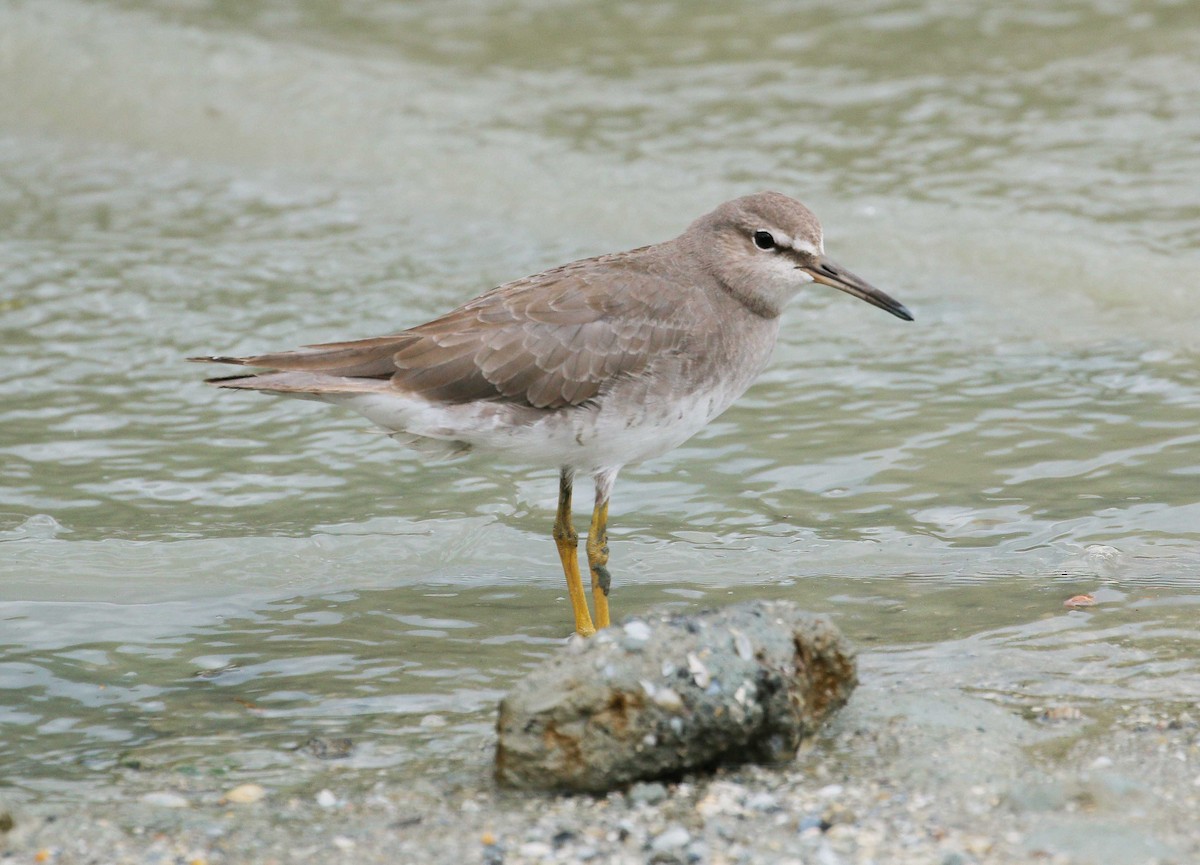 Grauschwanz-Wasserläufer - ML74948581