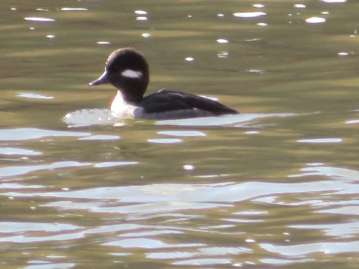 Bufflehead - ML74951191