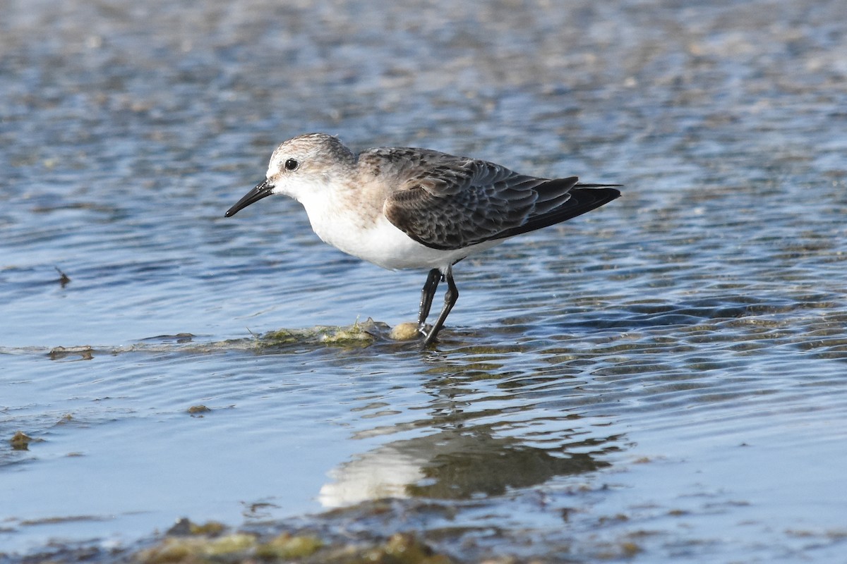 Red-necked Stint - ML74951381