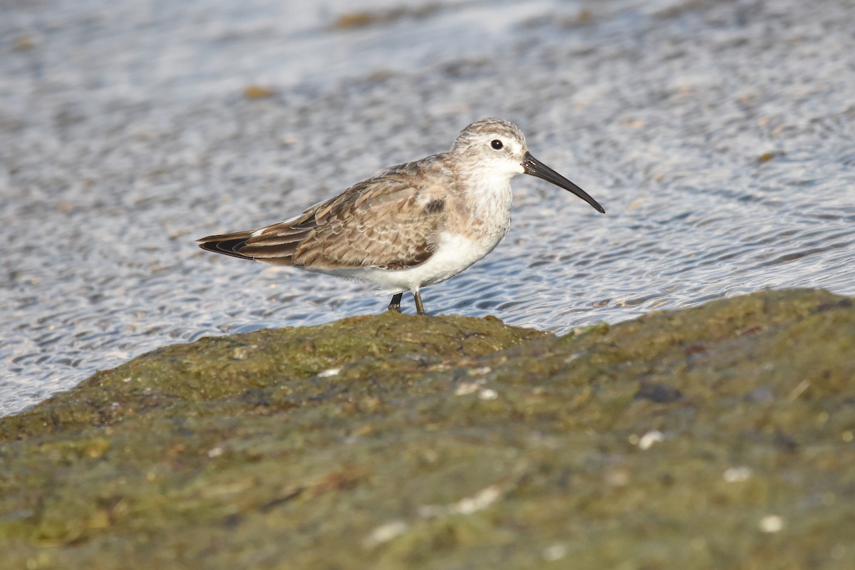 Curlew Sandpiper - ML74951431