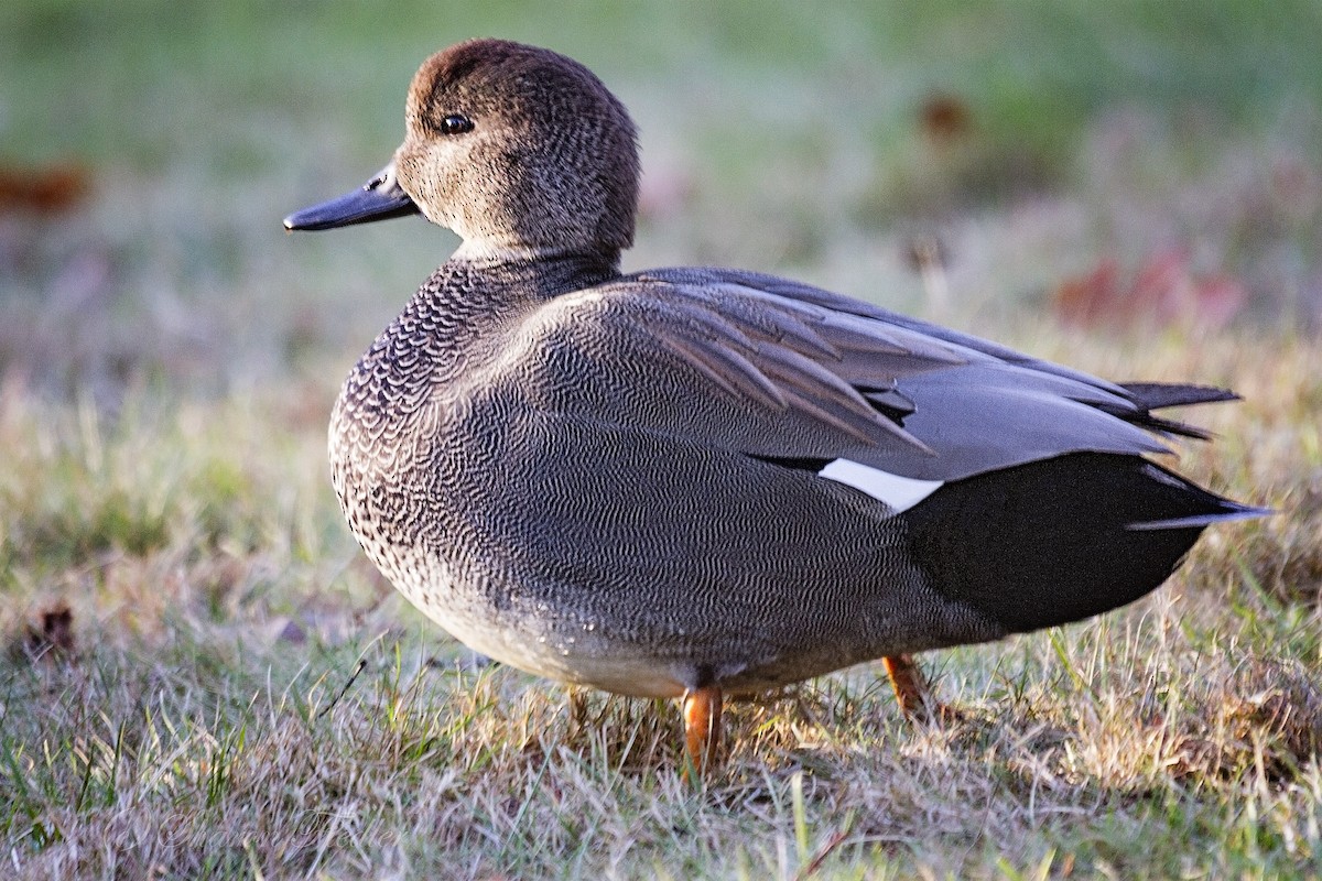 Gadwall - Sharon Fiedler