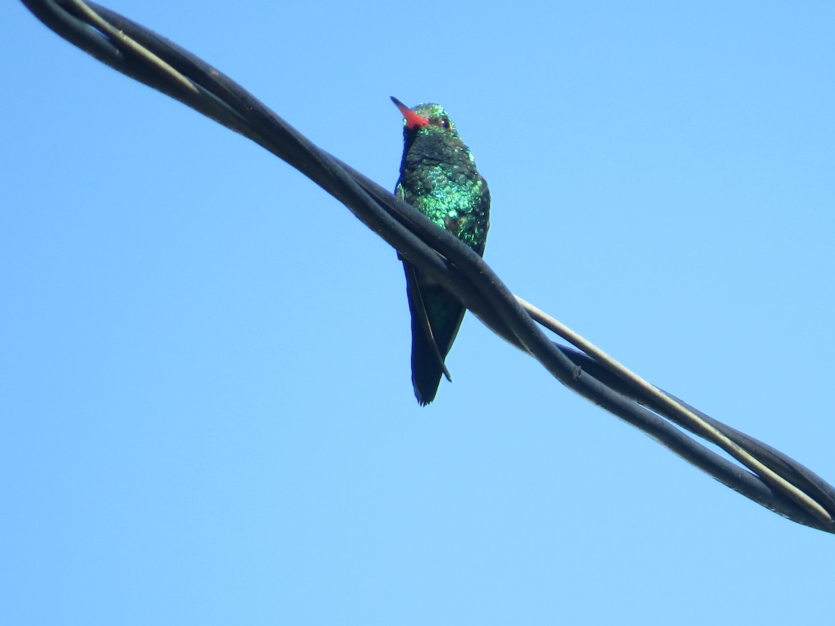 kolibřík lesklobřichý - ML74952171
