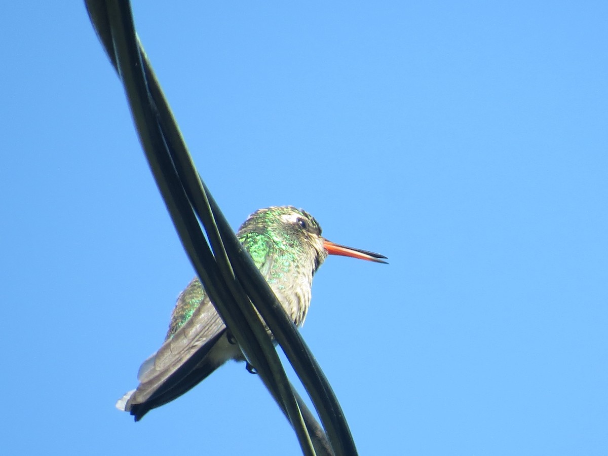 kolibřík lesklobřichý - ML74952181