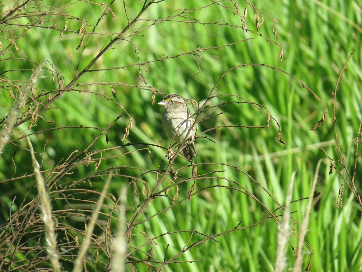 Grassland Sparrow - ML74952481