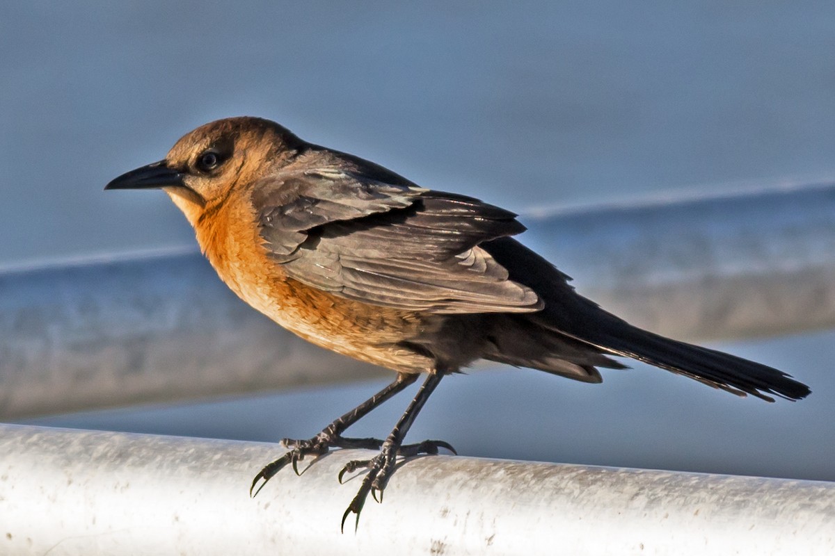 Boat-tailed Grackle - ML74953271