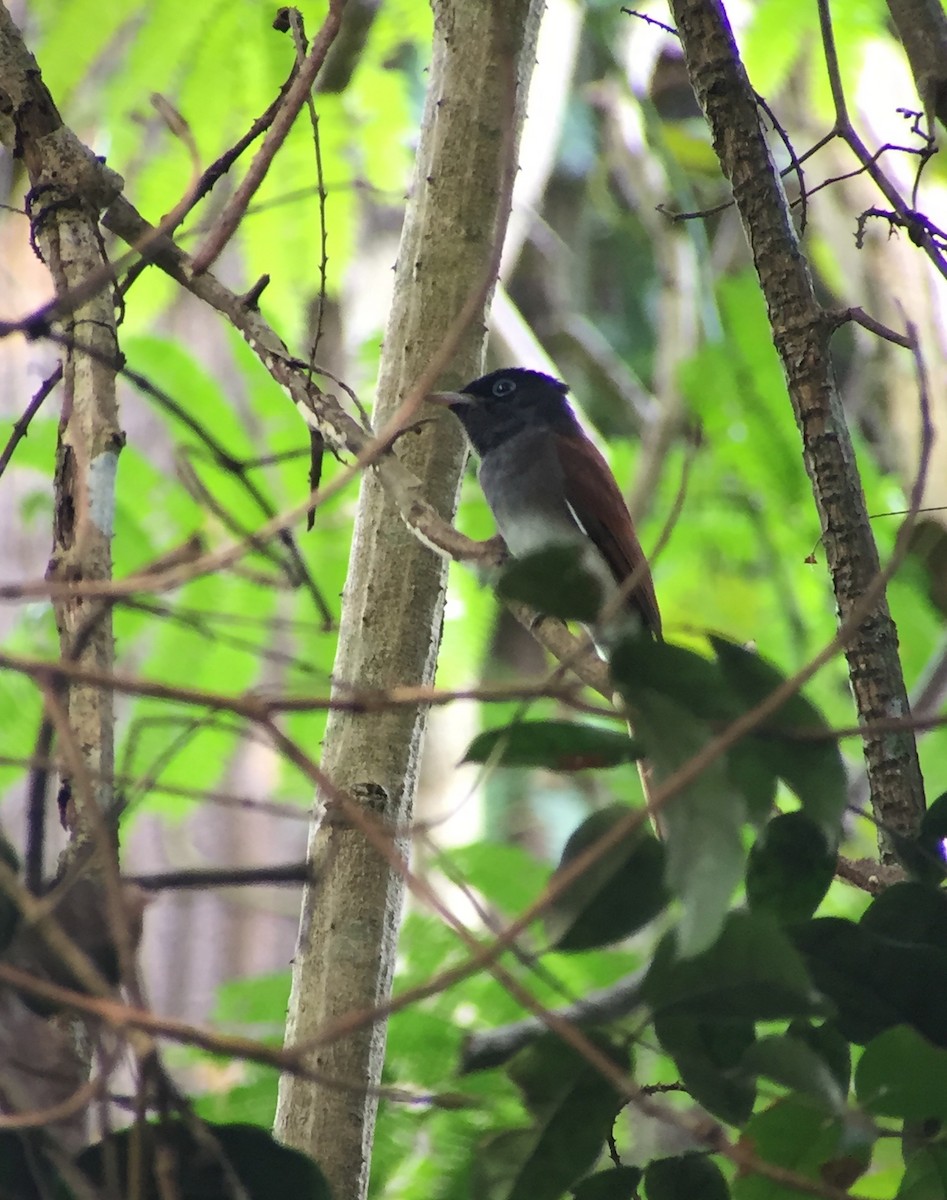 Black Paradise-Flycatcher - ML74953471