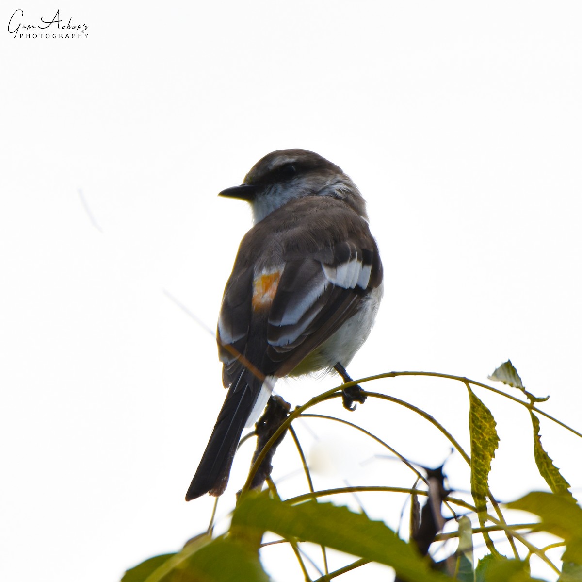 White-bellied Minivet - ML74953641