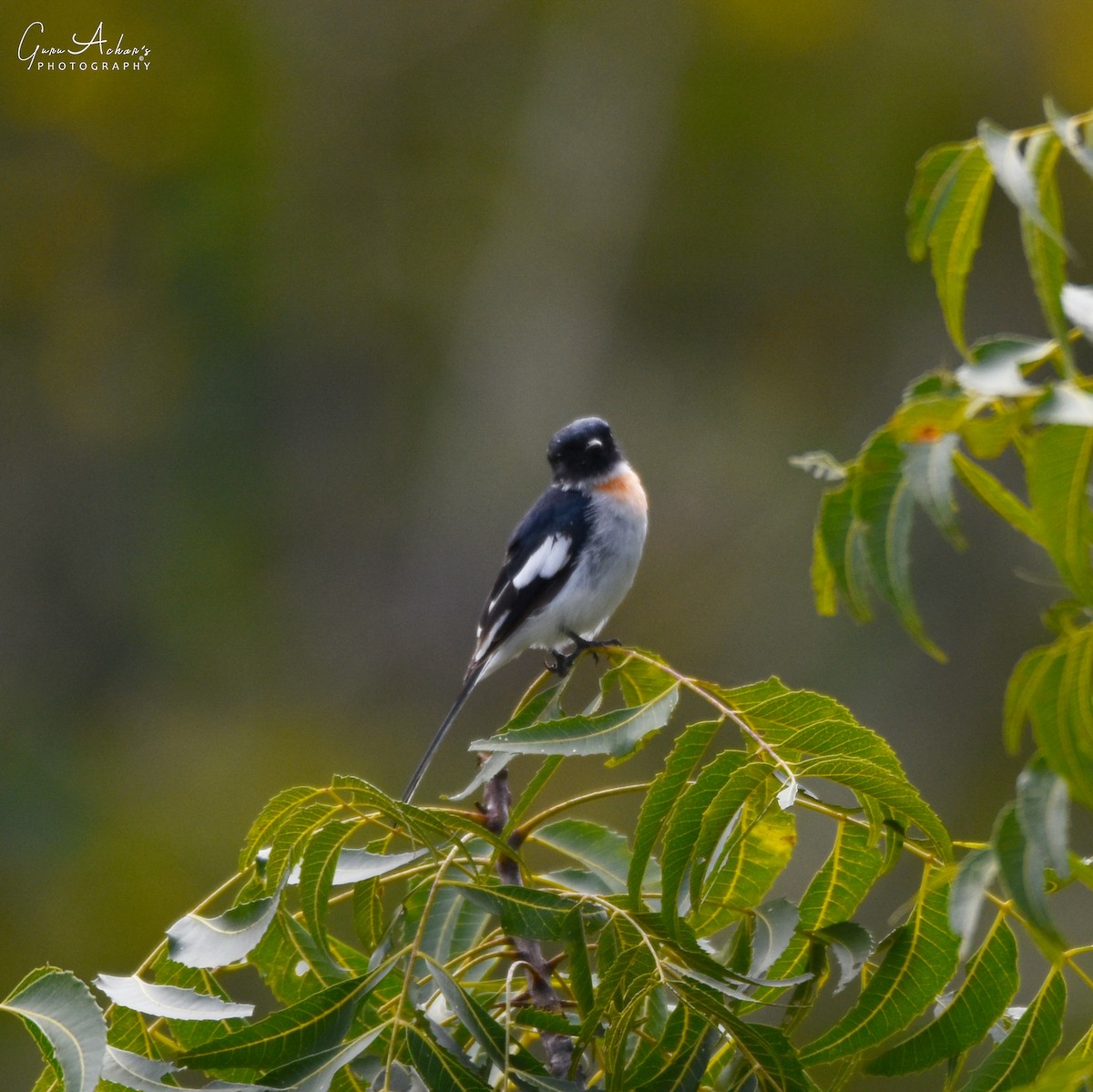 White-bellied Minivet - ML74953671