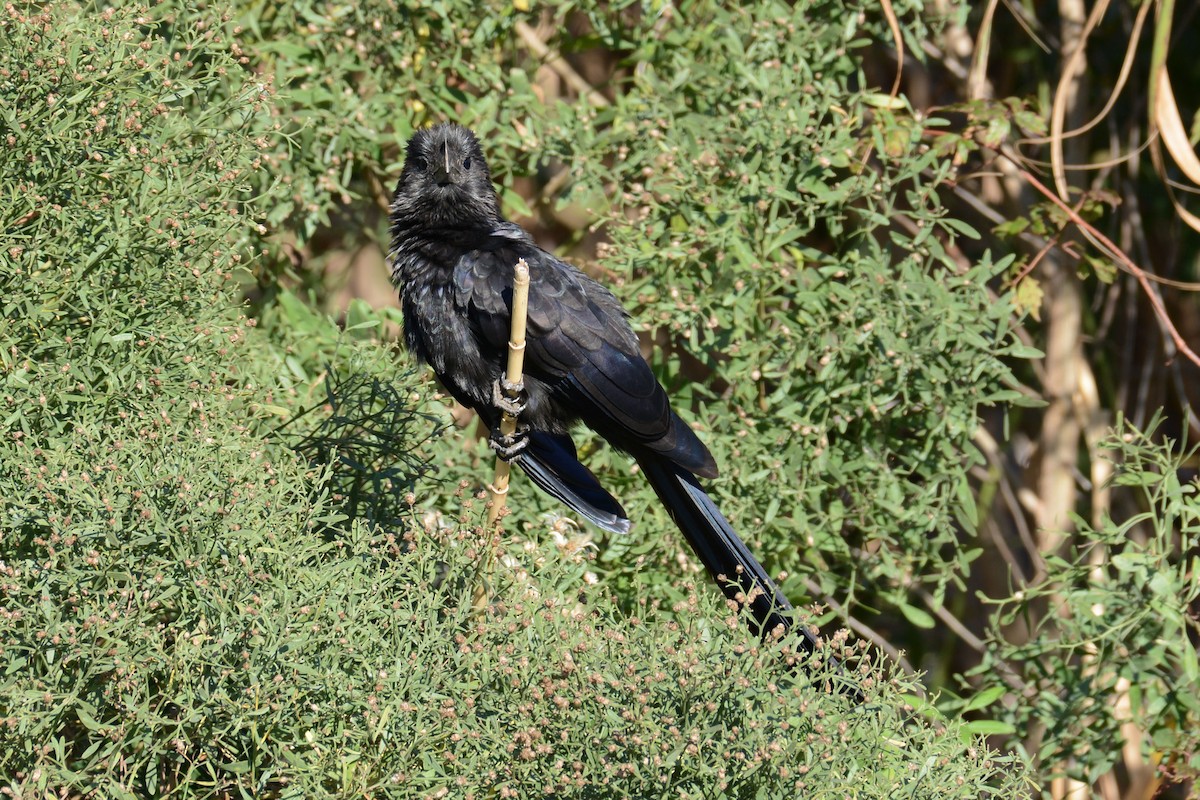 Smooth-billed Ani - ML74953691