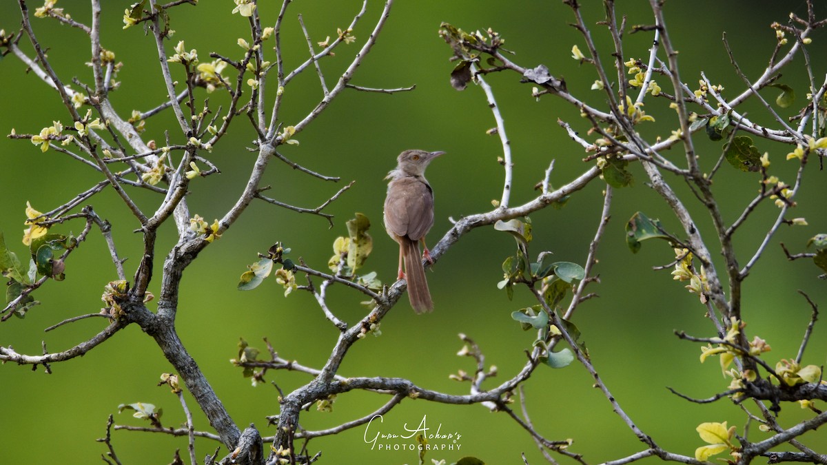 Jungle Prinia - ML74954271