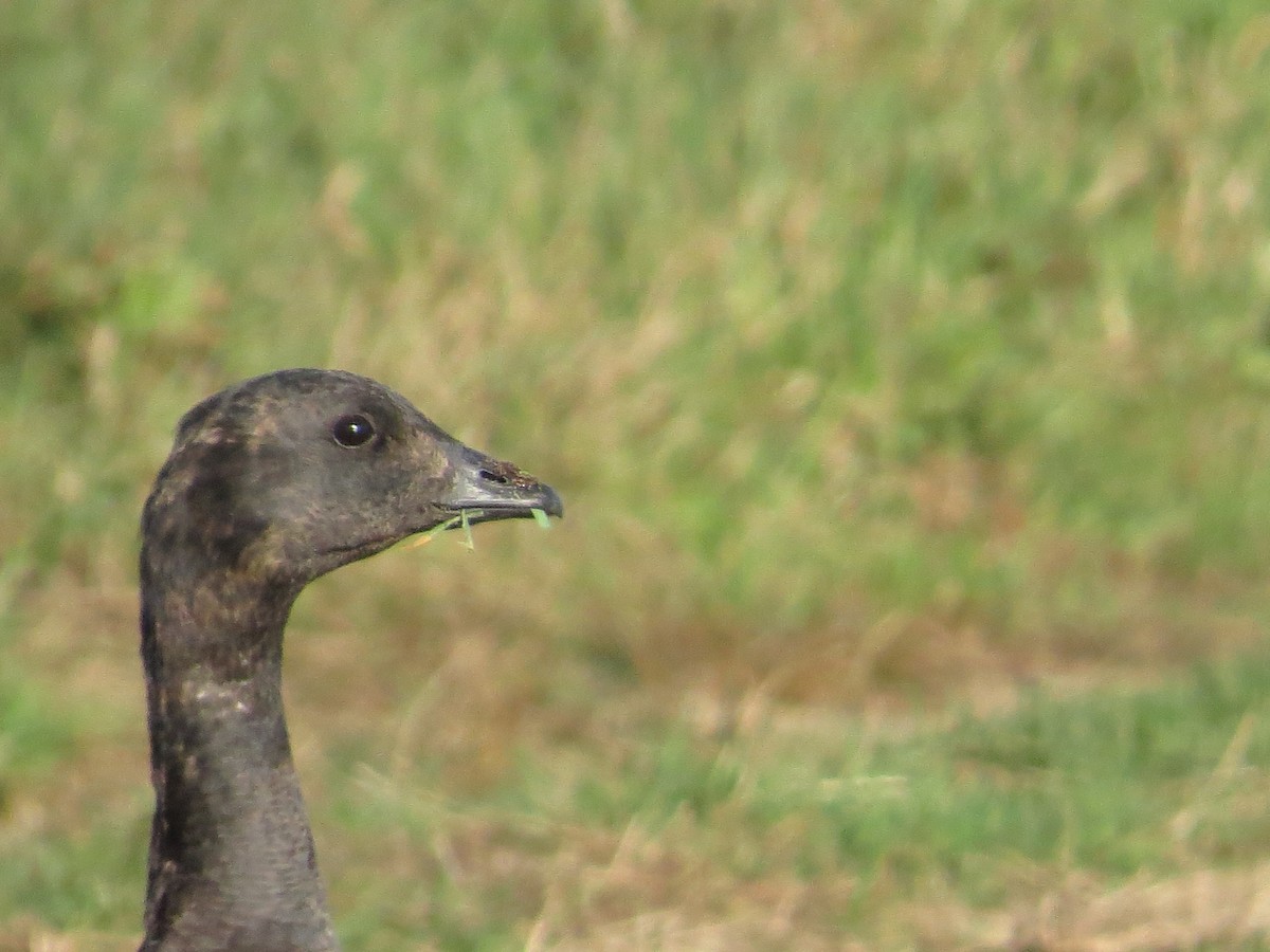 Brant - ML74957281