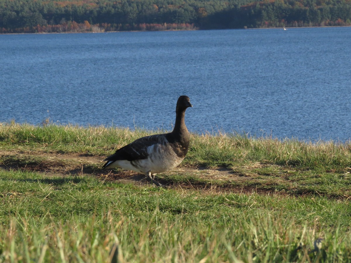 Brant - ML74957391