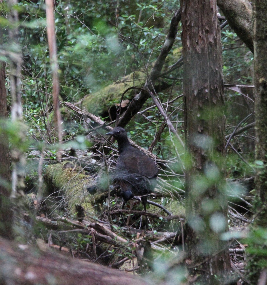 Superb Lyrebird - ML74957771