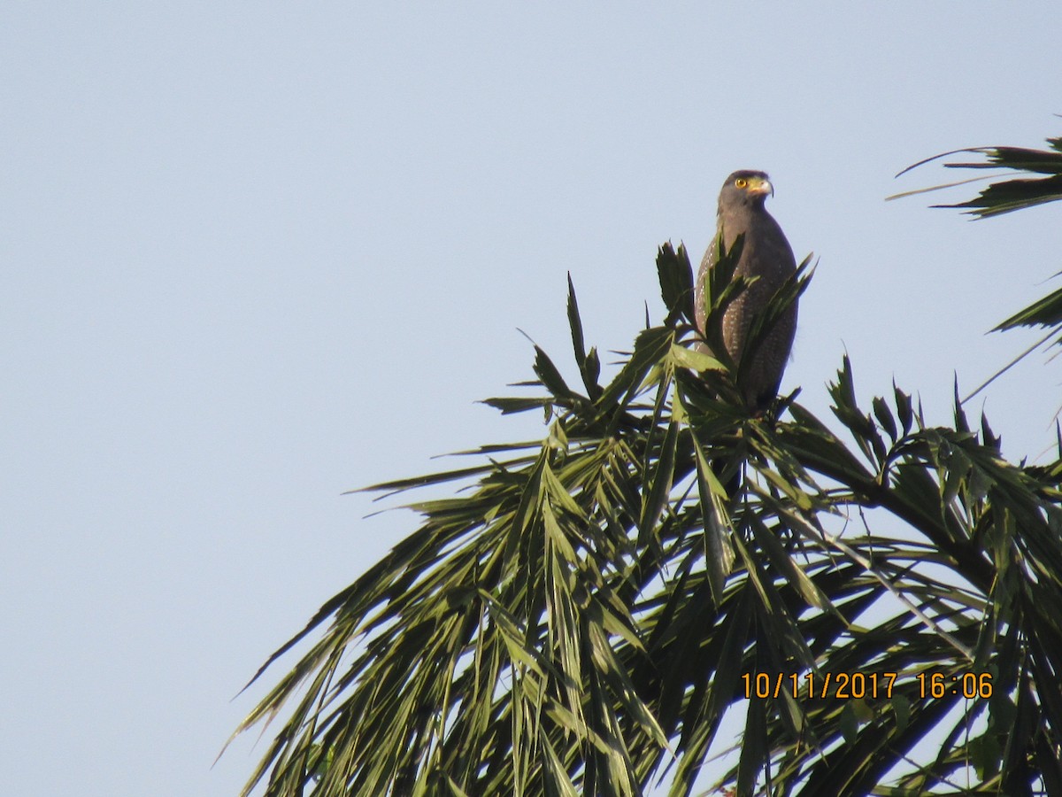 Crested Serpent-Eagle - ML74958571