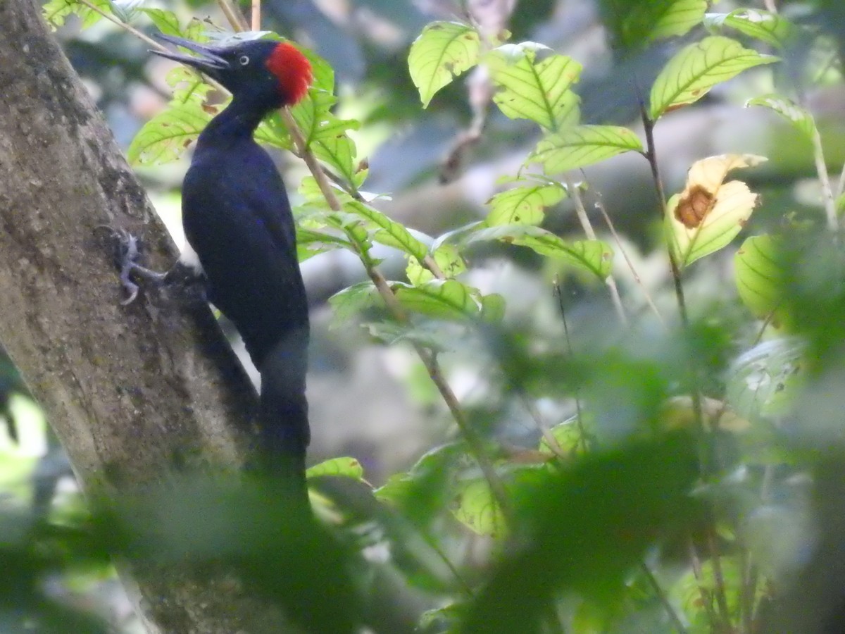 White-bellied Woodpecker - Arun Gopi