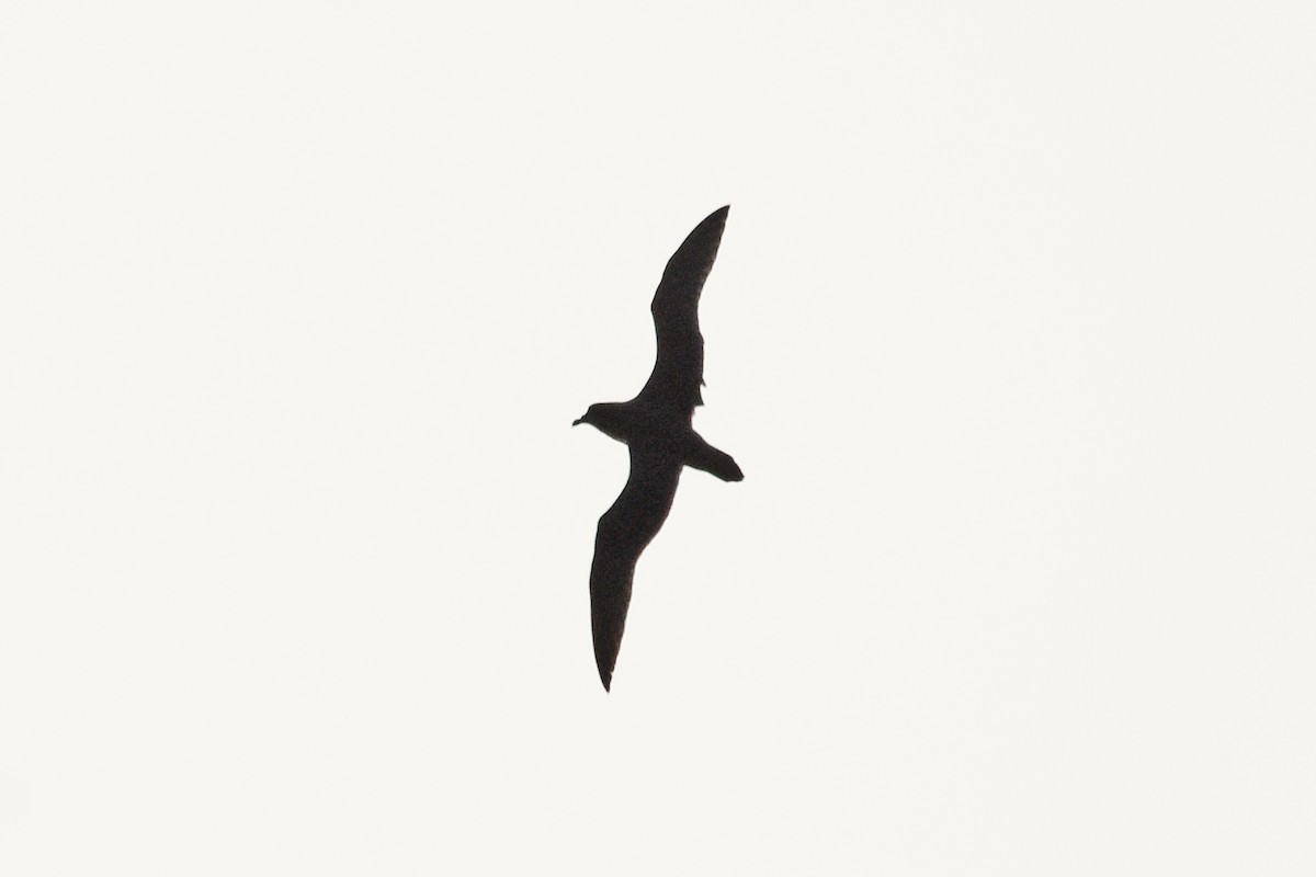 Great-winged Petrel - ML74961151