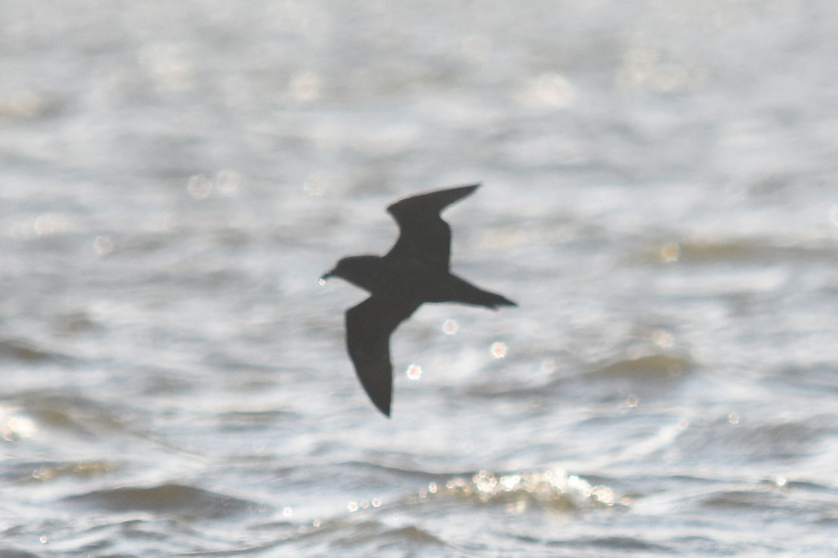 Great-winged Petrel - ML74961161