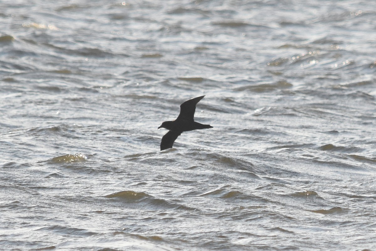 Great-winged Petrel - ML74961181