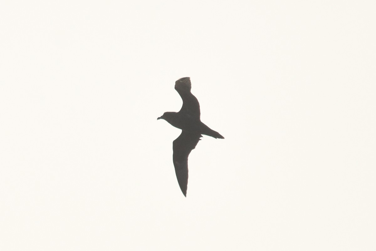 Great-winged Petrel - ML74961191