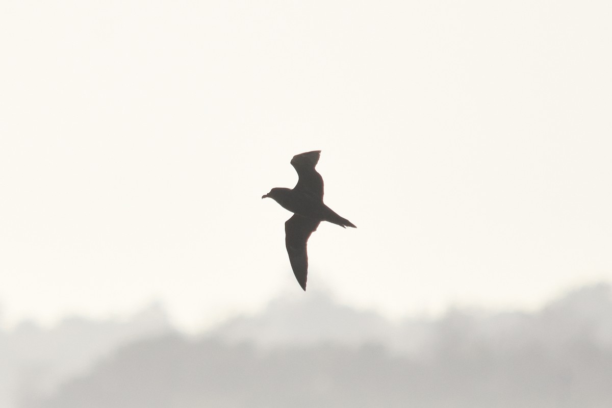 Great-winged Petrel - ML74961201