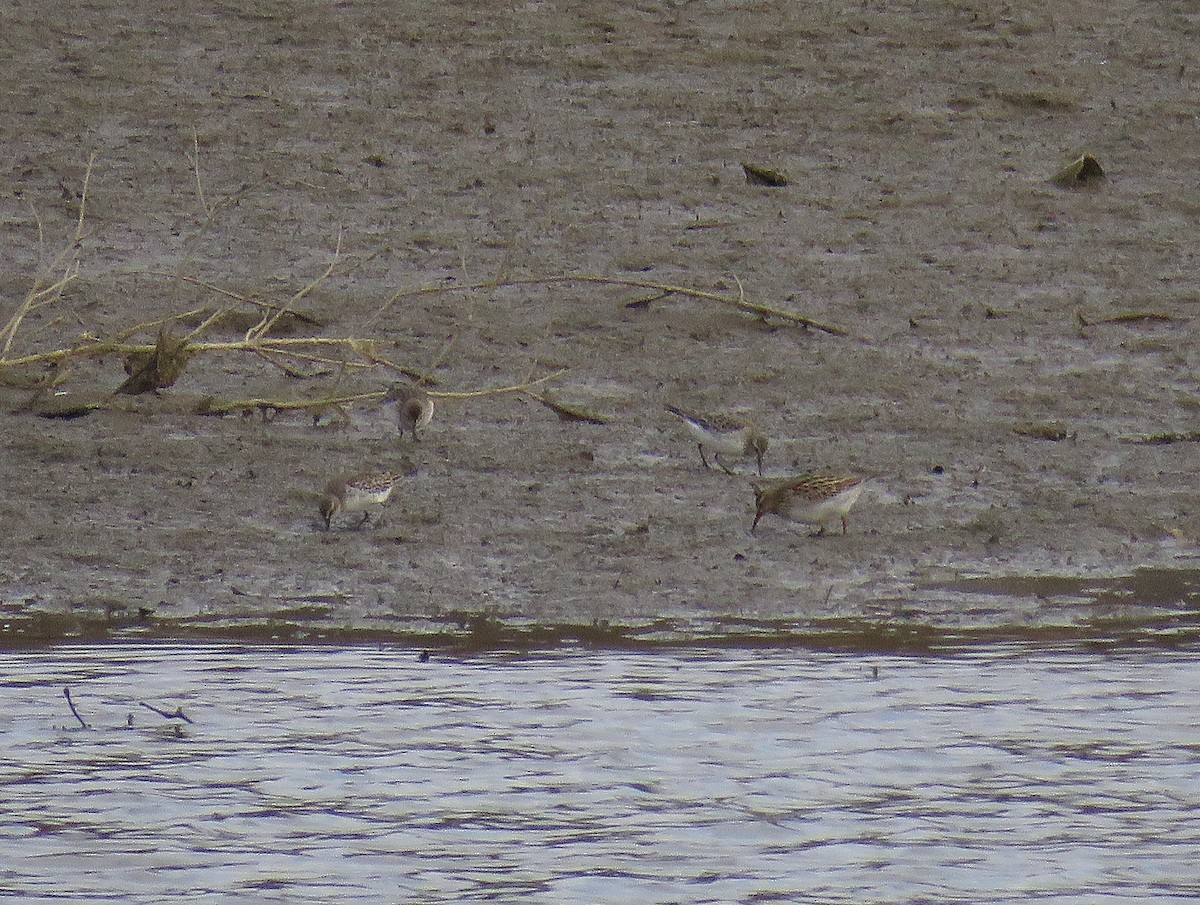 White-rumped Sandpiper - Bennie Saylor